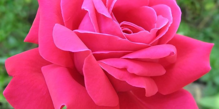 1280x1024 Pink Rose Wallpapers