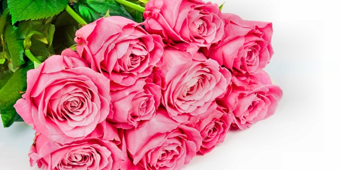 7168x4480 169 Pink Rose HD Wallpapers | Background Images
