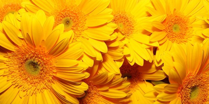 1280x800 Aesthetic Yellow Wallpapers