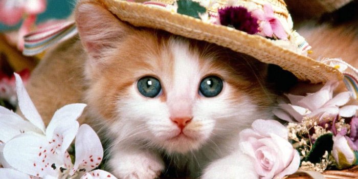1024x768 I'm a proper kitty lady