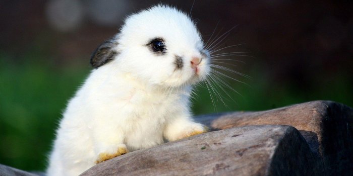 1920x1080 Cute Baby Animal Wallpapers