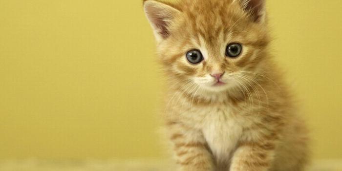 1280x960 Cute Baby Animal Wallpapers