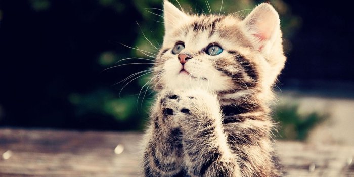 1920x1080 75+ Animals Desktop Wallpapers on WallpaperPlay
