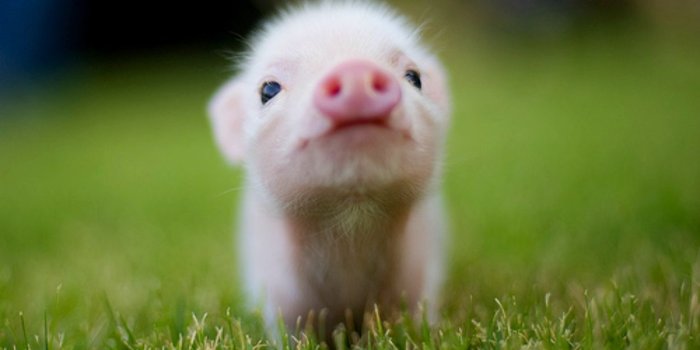 1250x875 Cute Animal Wallpaper Gallery (27+ images)