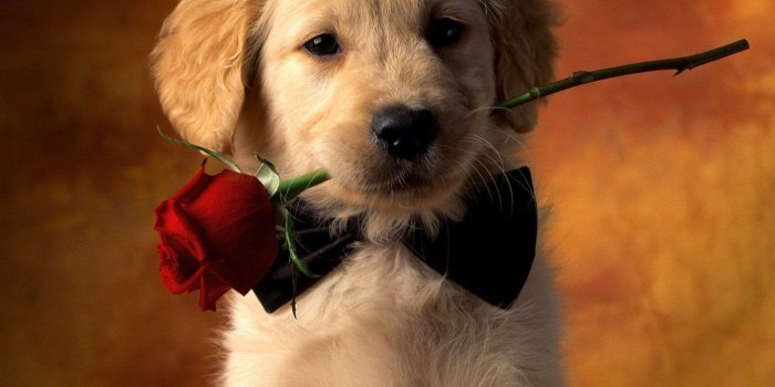 1392x1115 11 HD Wallpapers of Cute Animals to Lighten Your Day
