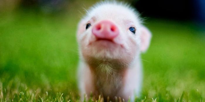 1188x788 Cute Baby animal Wallpaper Pictures on Animal Picture Society