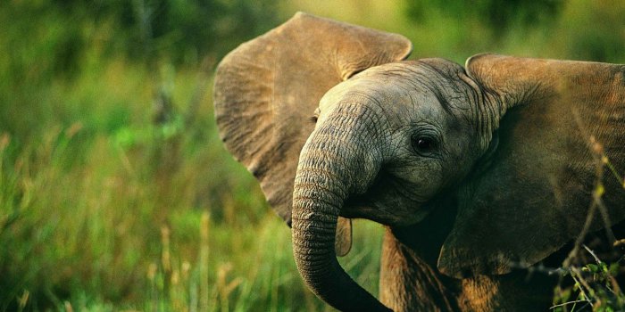 2560x1440 60 Beautiful and Cute Animal Wallpapers