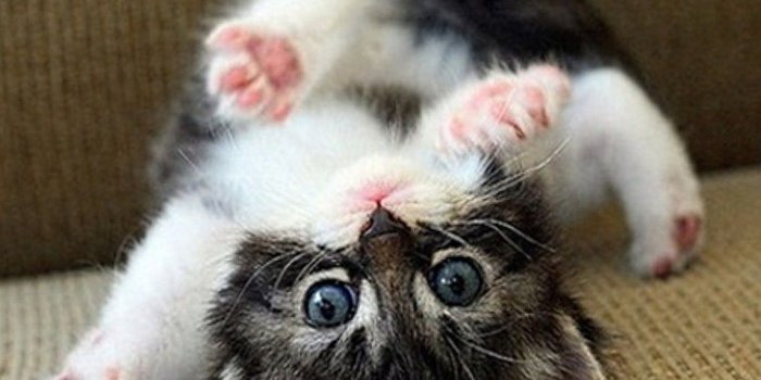 1142x810 Animal Wallpapers, Animal Kingdom, Desktop Images, Free Wallpapers