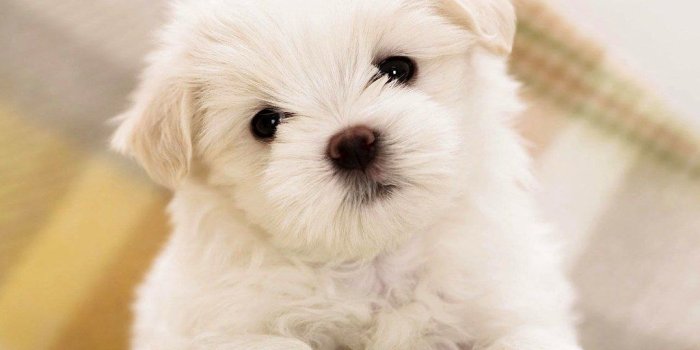 1024x768 hd cute animal wallpaper | hd cute animal wallpaper