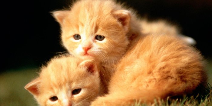 1920x1200 Cute Baby Animals Wallpapers