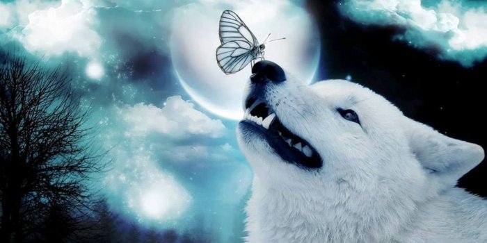1597x1140 Funny Wallpapers, Cute Animals, Displar, Animal Wallpapers - Cute