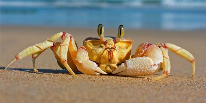 1920x1080 60 Beautiful and Cute Animal Wallpapers