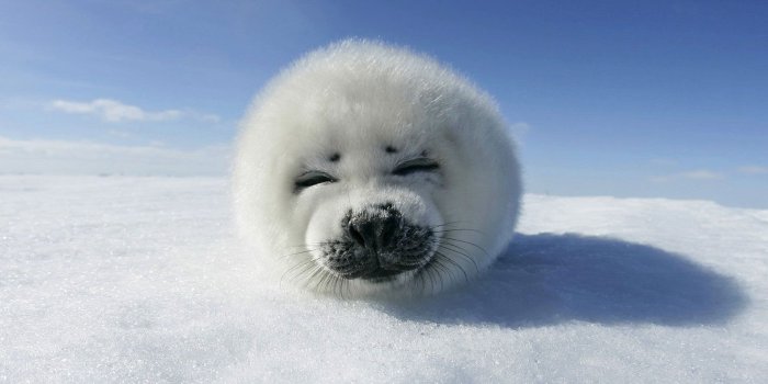 1920x1080 Cute Animal Wallpaper 16587 1920x1080px