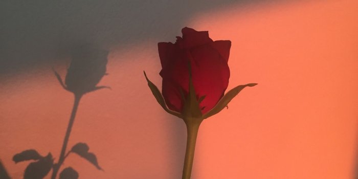 1280x1280 Aesthetic Rose Wallpapers - Top Free Aesthetic Rose Backgrounds