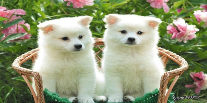 1600x900 Cute animal wallpapers free Gallery