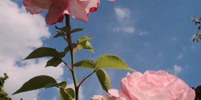 750x1125 Aesthetic Flowers Wallpapers