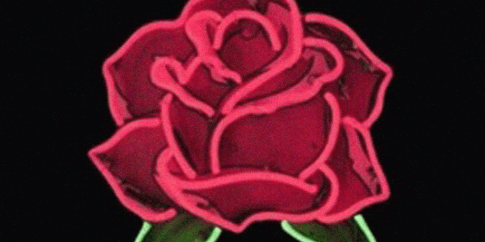 750x1334 Aesthetic Rose Wallpapers - Top Free Aesthetic Rose Backgrounds