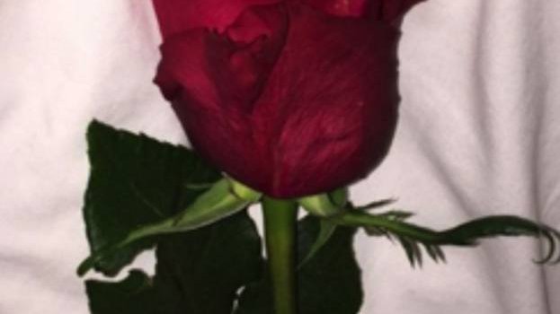 623x1280 Rose Aesthetic Wallpaper by Tegannoelle - 5d - Free on ZEDGE™