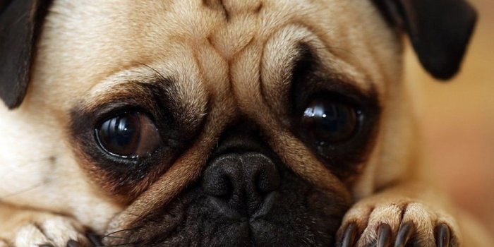 1280x720 Cute Animal Wallpapers, HD Wild Life Photos, Pet Images, Lovely