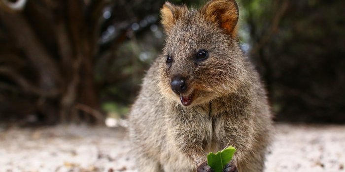 3840x2400 Download wallpaper 3840x2400 quokka, cute, food, cute animal 4k