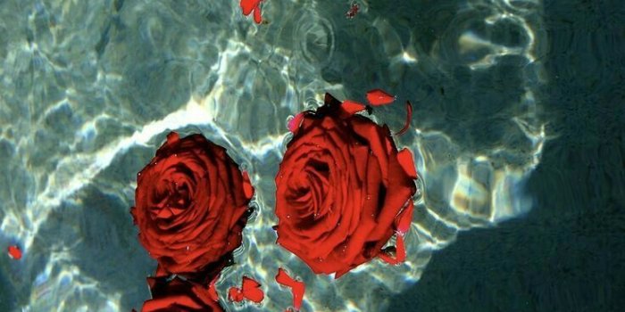 736x1107 Pin By Trisha Tapawan On Florals - Lock Screen Rose Wallpaper