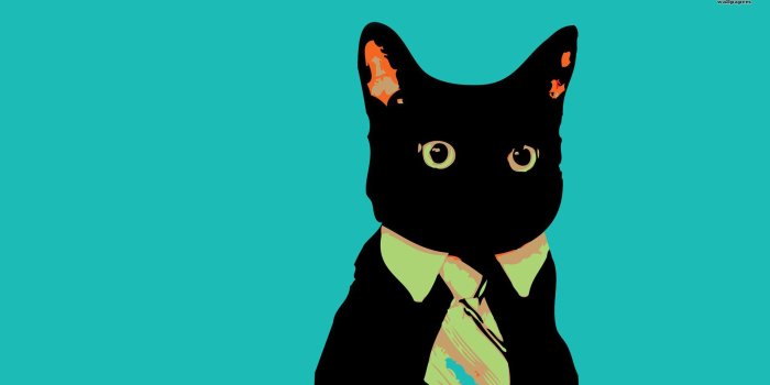 1920x1080 Amazing Cat Mem HD Wallpaper, Background Images