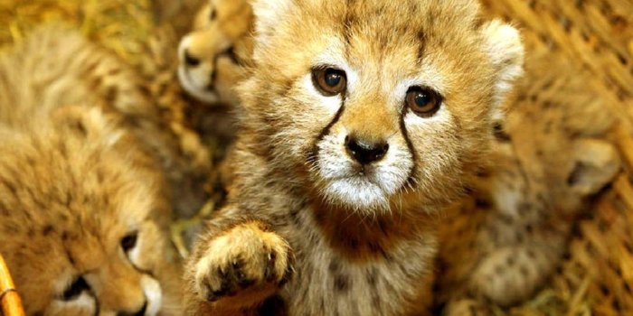 1920x1440 Wallpapers Of Baby Animals Group (70+)