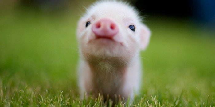 1250x875 Cute Animal Wallpapers on MarkInternational.info