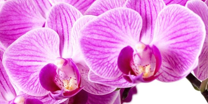 1440x2560 Purple Orchid Wallpaper - iPhone, Android & Desktop Backgrounds