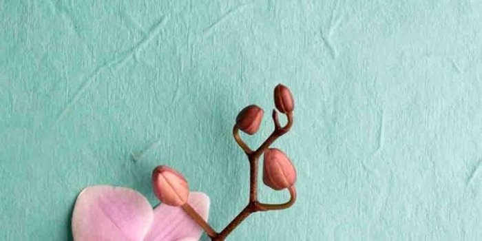 736x1104 Pink Orchid Wallpaper iPhone | Pretty iPhone Wallpaper | Pink orchid