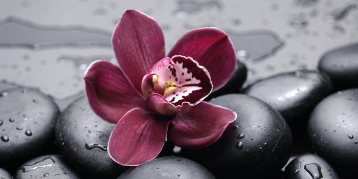 2560x1600 246 Orchid HD Wallpapers | Background Images