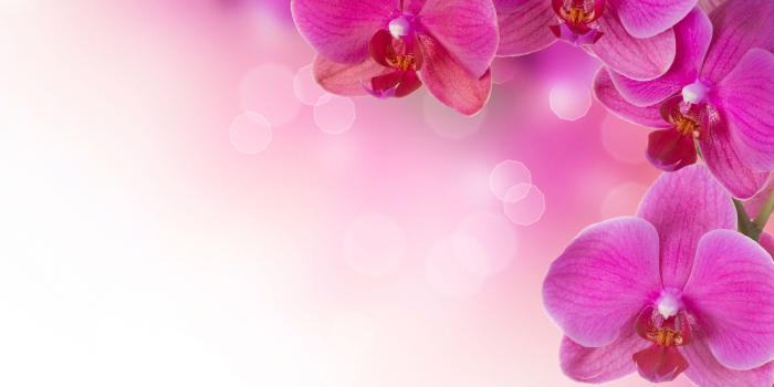 2655x1756 Pink Orchid Wallpaper 1080p ~ Desktop Wallpaper Box | My board
