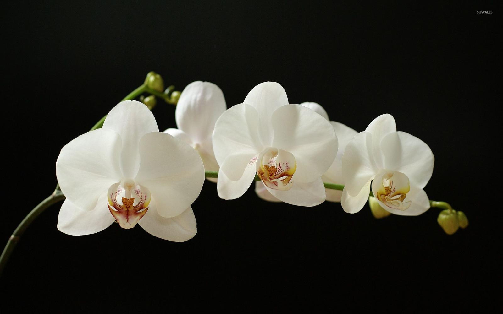 1920x1200 56+ White Orchid Wallpapers on WallpaperPlay