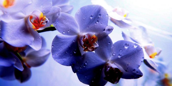 1920x1200 lovely orchid wallpaper 203 | Desktop Wallpaper in 2019 | Orchid