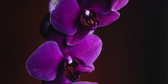1000x1333 500+ Orchid Pictures | Download Free Images & Stock Photos on Unsplash