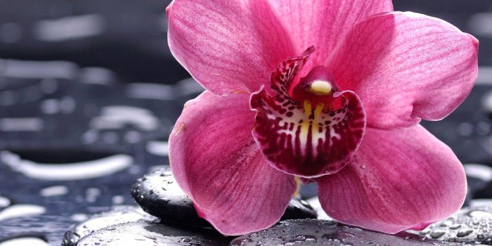 1440x1280 Orchid Flower image HD Wallpaper Stock Photos Free Download