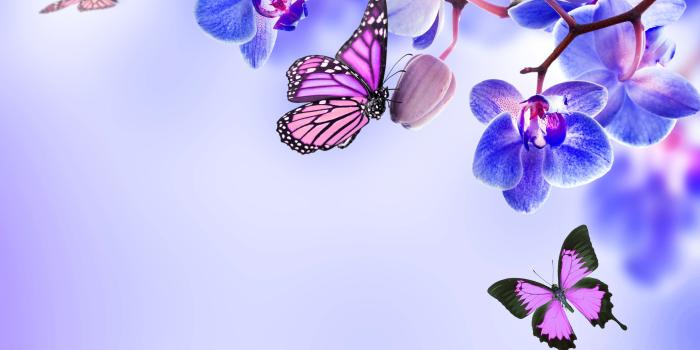 5000x3800 246 Orchid HD Wallpapers | Background Images