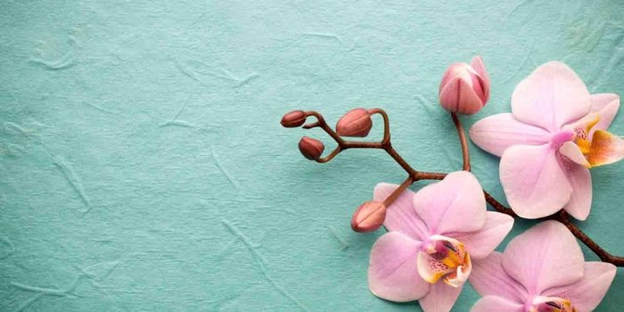 1350x900 Orchid Wallpaper 14 - 1350 X 900