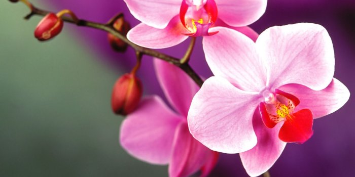 1440x900 Orchid - Flowers Wallpaper (35255212) - Fanpop