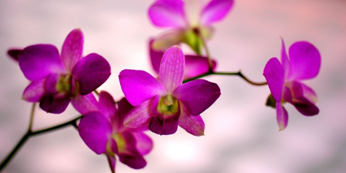 3840x2400 Orchid Color ❤ 4K HD Desktop Wallpaper for 4K Ultra HD TV • Wide
