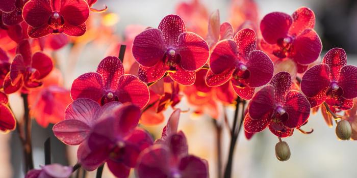 1920x1200 Magenta orchids wallpaper - Flower wallpapers - #20392