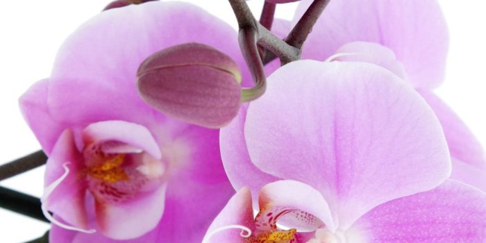1080x1920 Pure Pink Orchid iPhone 6 wallpaper | Flower, Wallpaper! in 2019