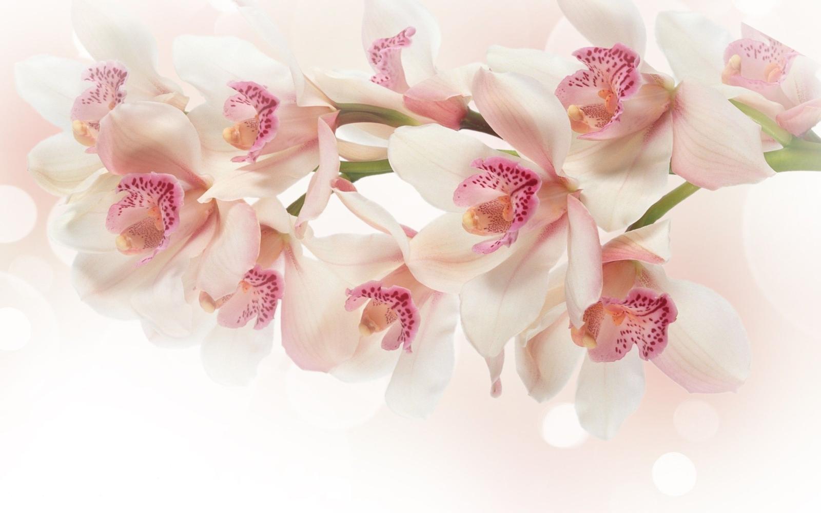 2560x1600 56+ White Orchid Wallpapers on WallpaperPlay