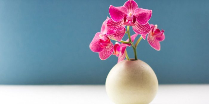 1440x900 Orchid - Flowers Wallpaper (34978590) - Fanpop