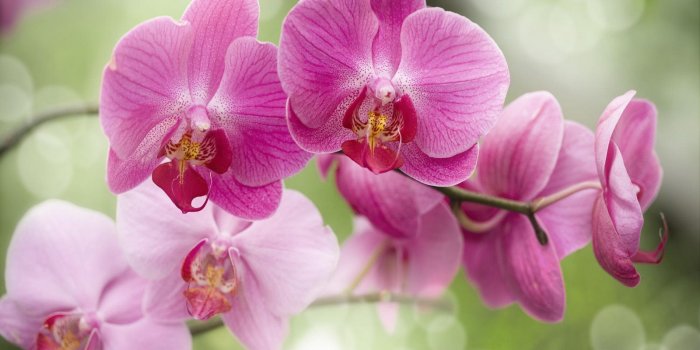 1600x1200 Orchid wallpaper | 1600x1200 | #66549
