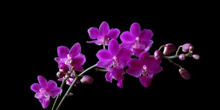 1280x800 orchid | HD Wallpaper Purple Orchid Flowers for Desktop