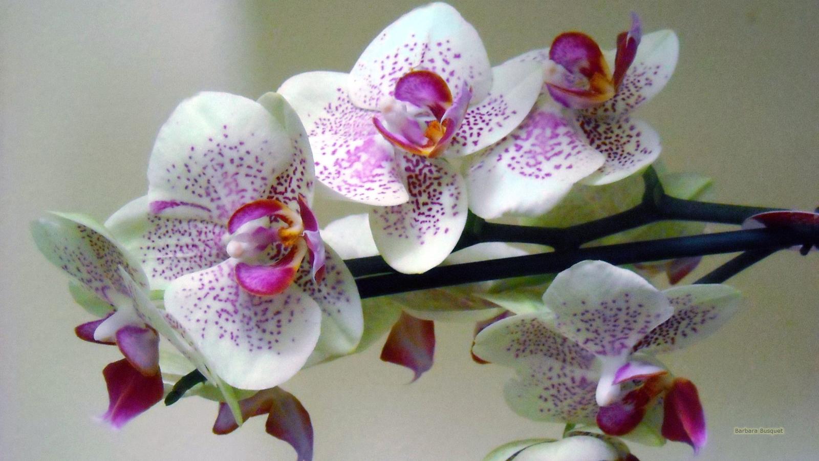 2560x1440 White orchid wallpaper - Barbaras HD Wallpapers