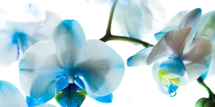 1920x1279 Beautiful Orchid Flower HD Wallpapers Free Images Download