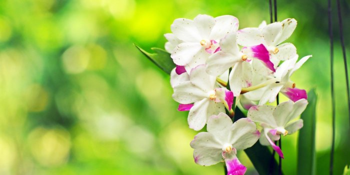 2560x1600 56+ White Orchid Wallpapers on WallpaperPlay
