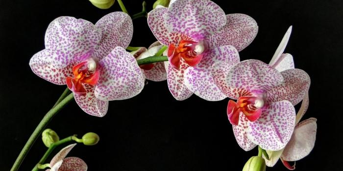 2560x1600 246 Orchid HD Wallpapers | Background Images